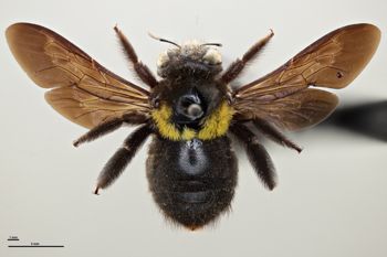 Media type: image;   Entomology 810653 Aspect: habitus dorsal view
